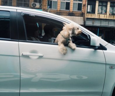 two customers in a van test driving to find the best dog car harness for their dog