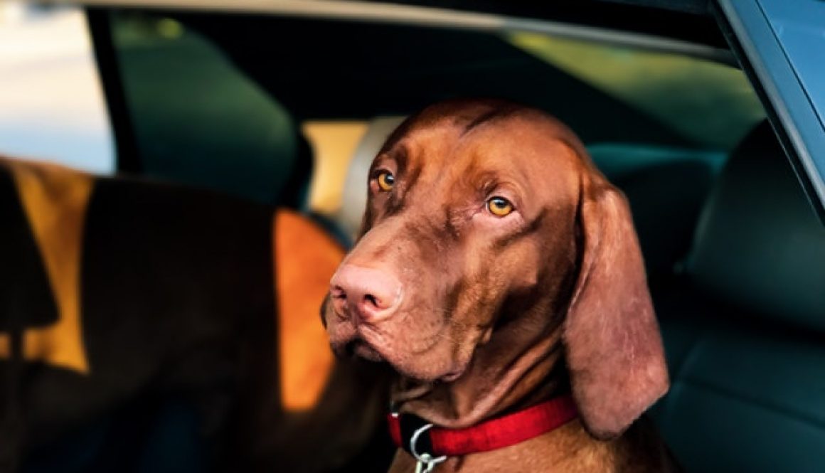 Dog Car Seat Covers will Make Owning a Dog More Enjoyable